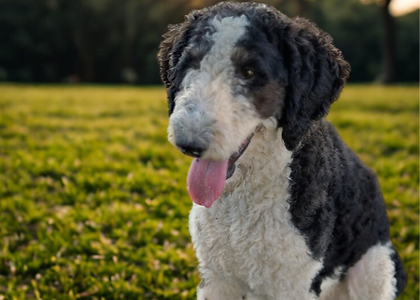 Untitled design (1)_edited_edited.png