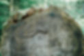 DSC08174.jpg