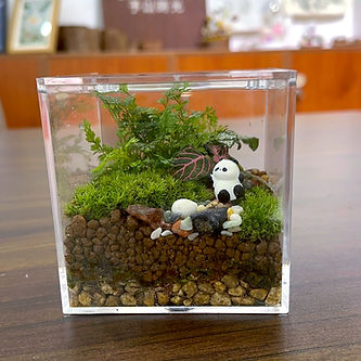微觀苔蘚世界生態瓶