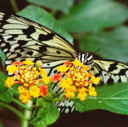 Butterfly.jpeg