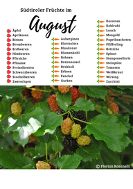 Saisonkalender August - Brombeeren