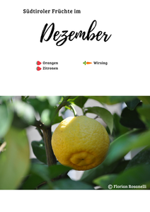 Saisonkalender Dezember - Zitrone