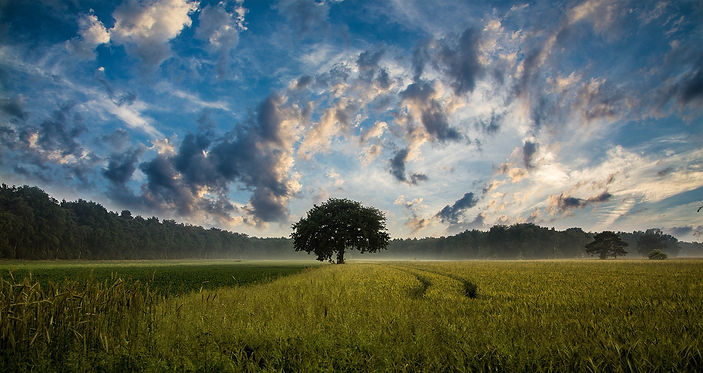 tree-247122_1920.jpg