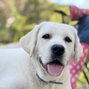 White English Labrador Retriever for Sale