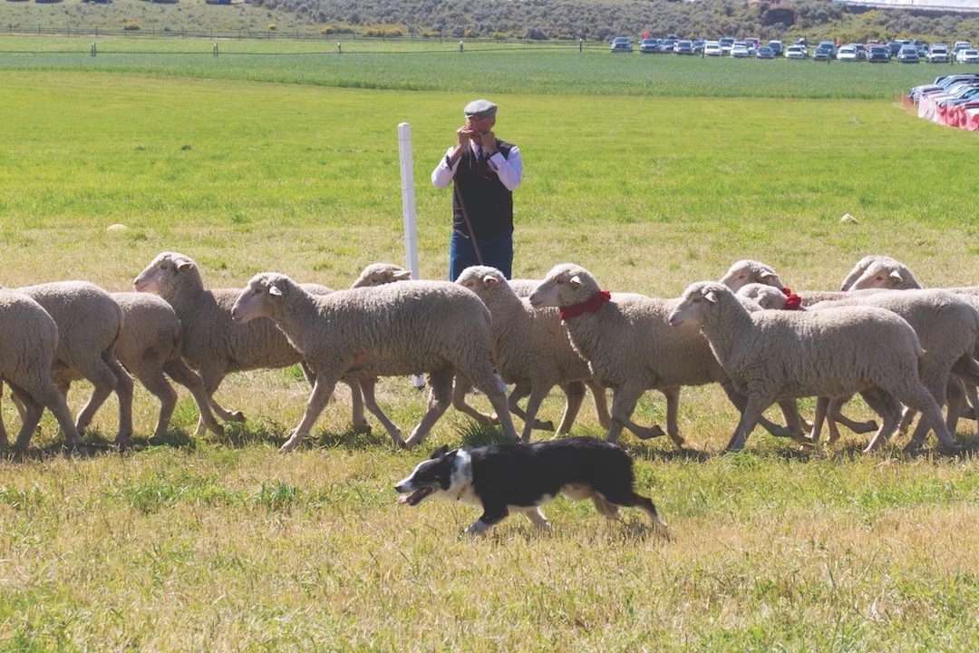 0816-Sheepdog-Finals_xgwtqm.webp