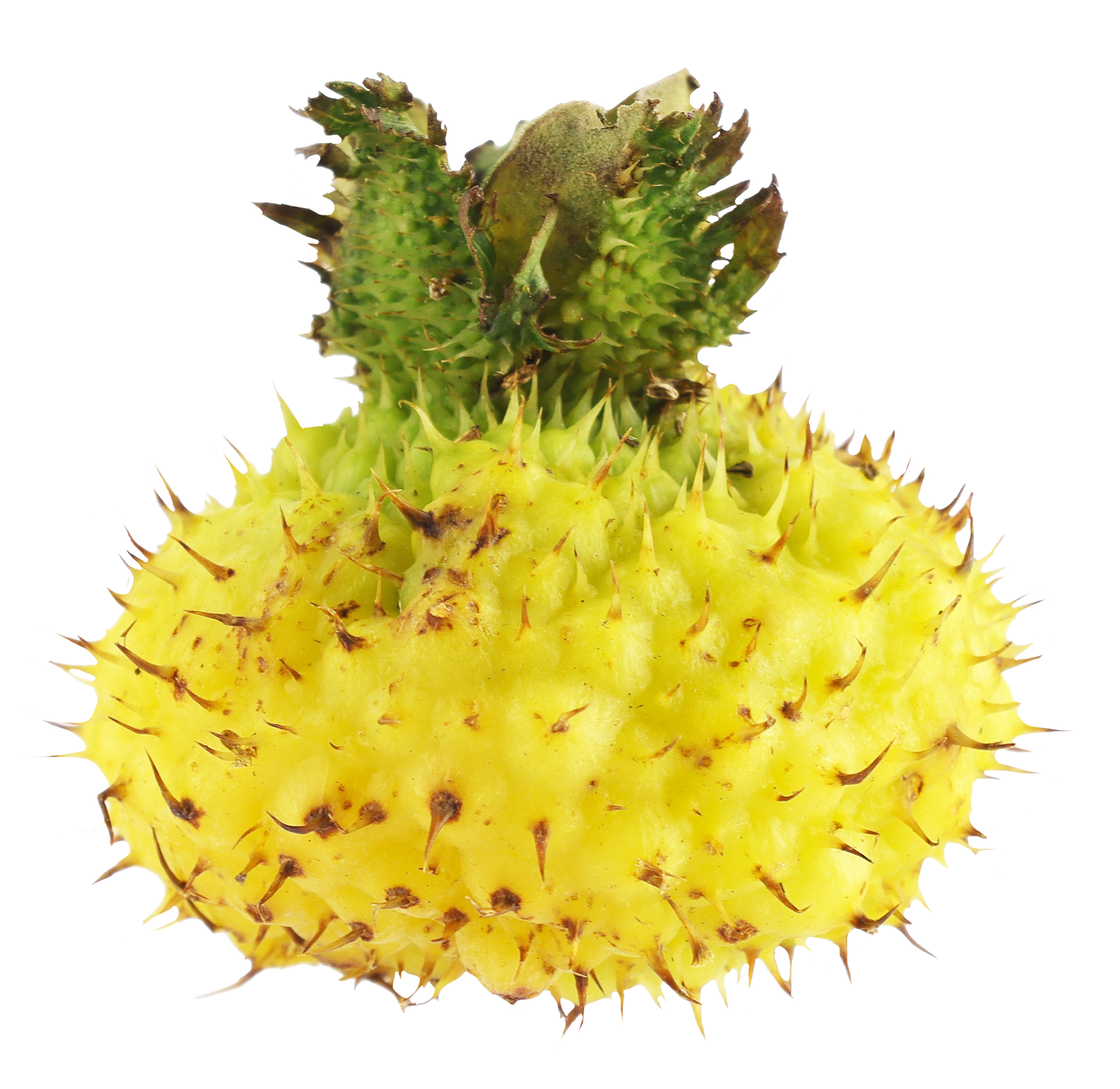 Chestnut Rose Extract.png