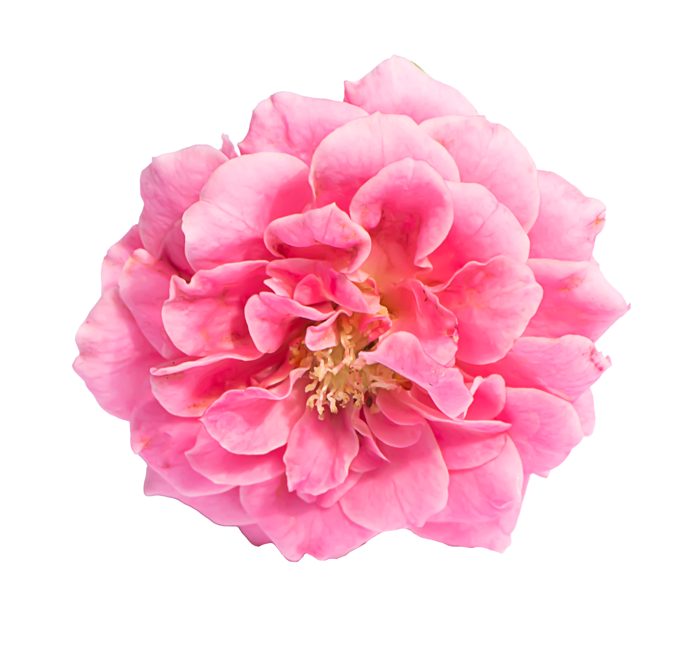 Rose Placenta Extract.png