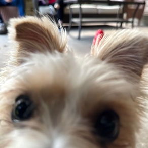 Ever Wonder What We Notice During Dog Training?