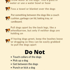 Creating a Harmonious Multi-Pet Household