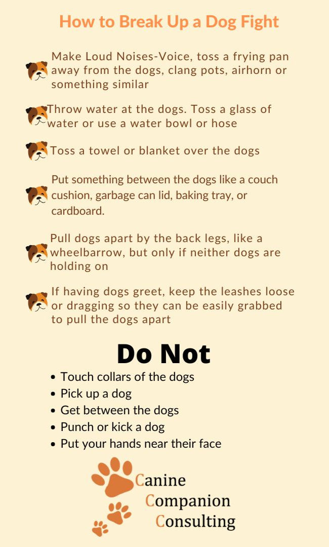 Creating a Harmonious Multi-Pet Household