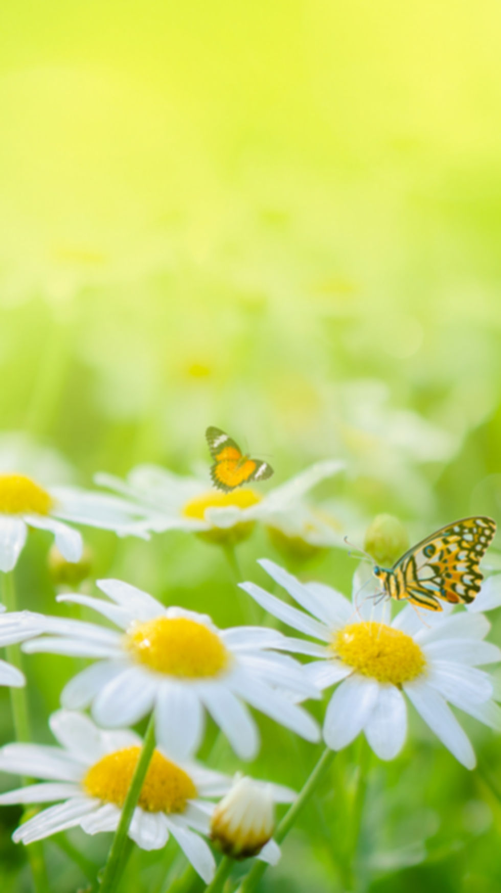 flower-leaf-background-bokeh-blur-green-background.jpg