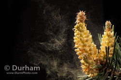 pinus-contorta-seed.jpg