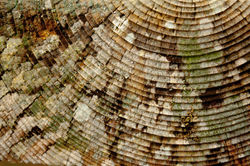 Lichen-Tree-Cross-Section.jpg