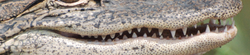 american-alligator_edited.jpg