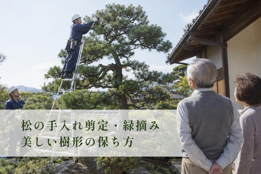 【堺市】松の手入れ(剪定・緑摘み)の時期と費用相場|プロが教える美しい樹形の保ち方