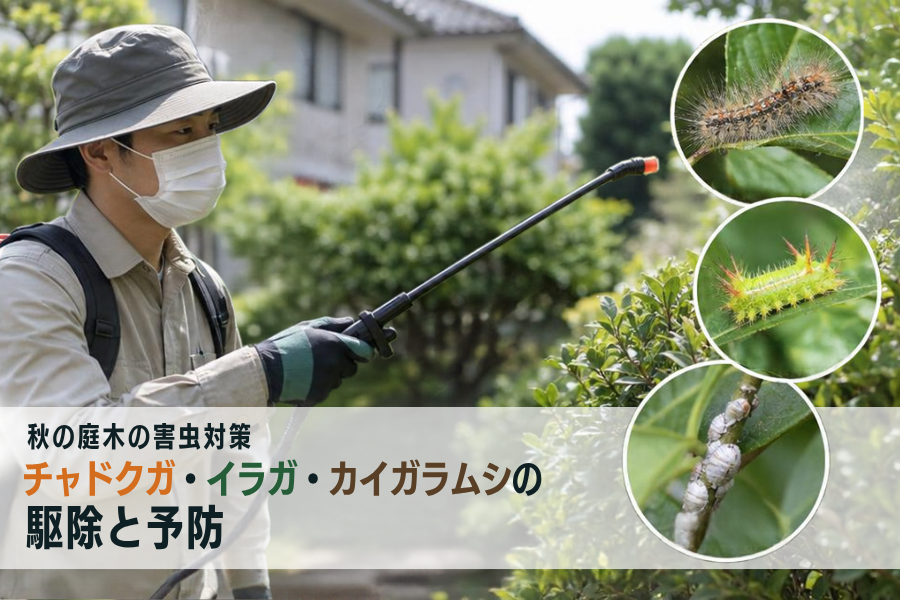秋の庭木の害虫対策|チャドクガ・イラガ・カイガラムシの駆除と予防剪定