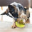 Thumbnail: Cat Toy IQ Treat Ball Smarter Pet Toys Food Ball Food Dispenser