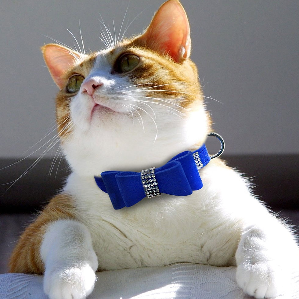 Thumbnail: Bling Rhinestone Puppy Cat Collars Adjustable Leather Bowknot Kitten Collar