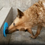 Thumbnail: Dog Distraction Lick Mat