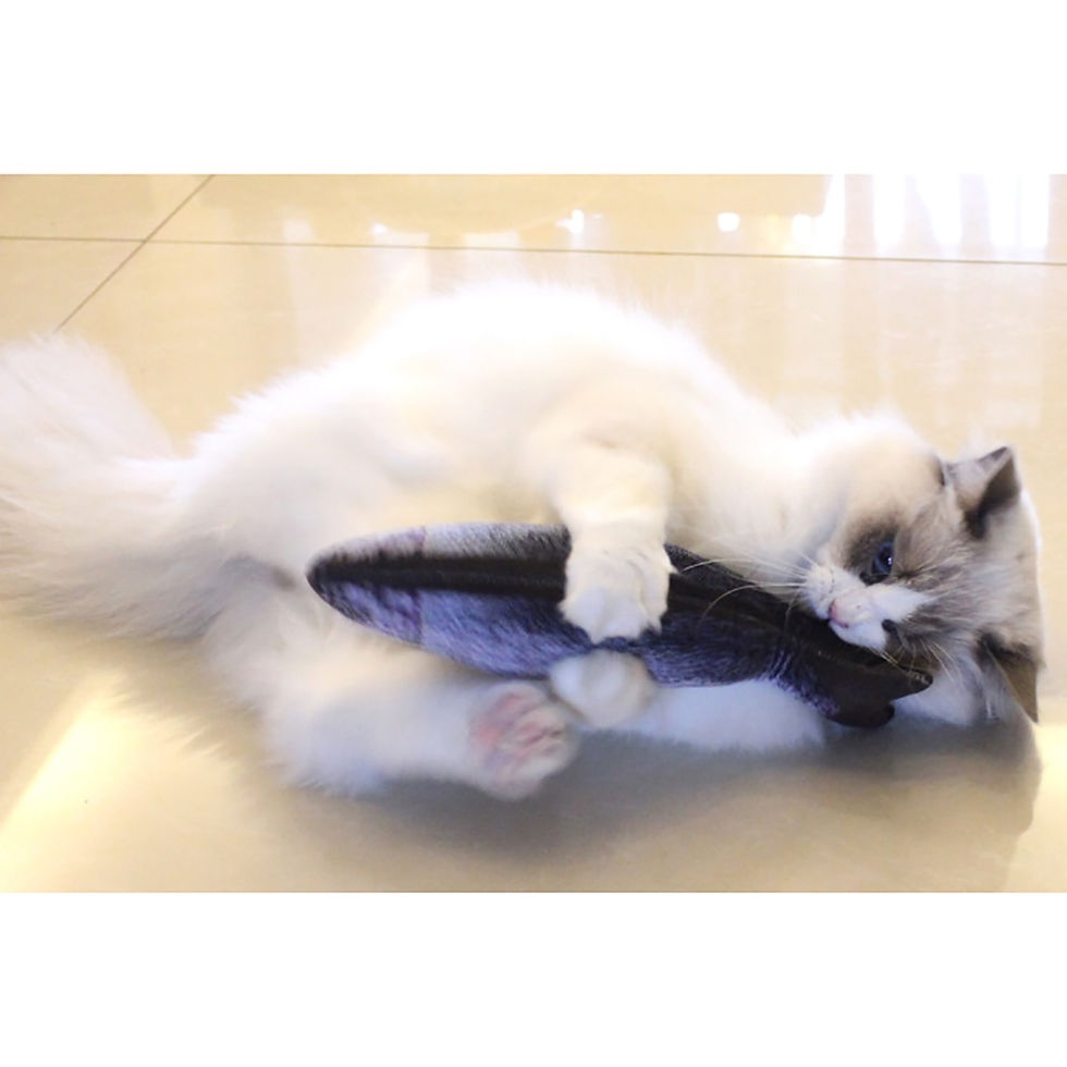 Thumbnail: Creative Fish Shape Pet Toy Fish Shape Bite Resistant Catnip Cat Toy Pet Chew