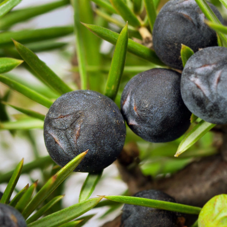 Thumbnail: Spring & Summer 12oz Status Jar