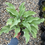 Thumbnail: Hosta 'Krossa Regal'