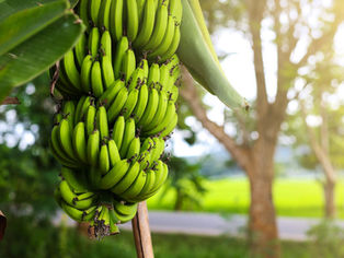 The Tropical Equivalent of Silk: Banana Fibers