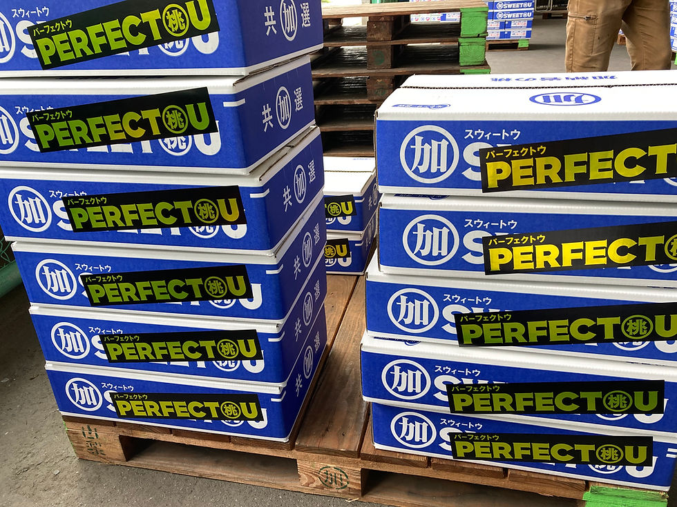 パーフェクトウ（特秀）も出荷しています。