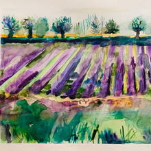 lavenda fields.jpeg