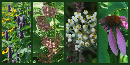 Copie de Bannière Jardin Sauvage.png