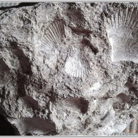 Quando Capracotta era un atollo cenozoico