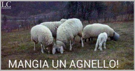 Il sindaco di Capracotta scatena le ire degli animalisti
