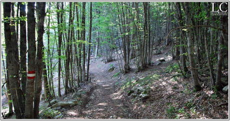 Incontri con il bosco (II)