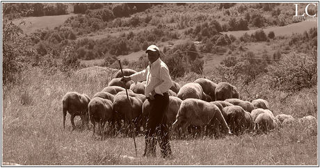 La transumanza e l'Alto Molise