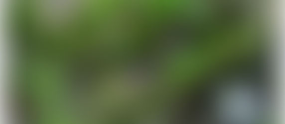 Fra muli e canne il "Sambuco Molinaro" di Capracotta!