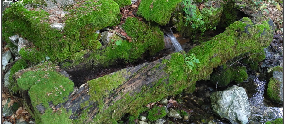 Fra muli e canne il "Sambuco Molinaro" di Capracotta!