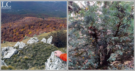 Un tasso su Monte Civetta a Capracotta