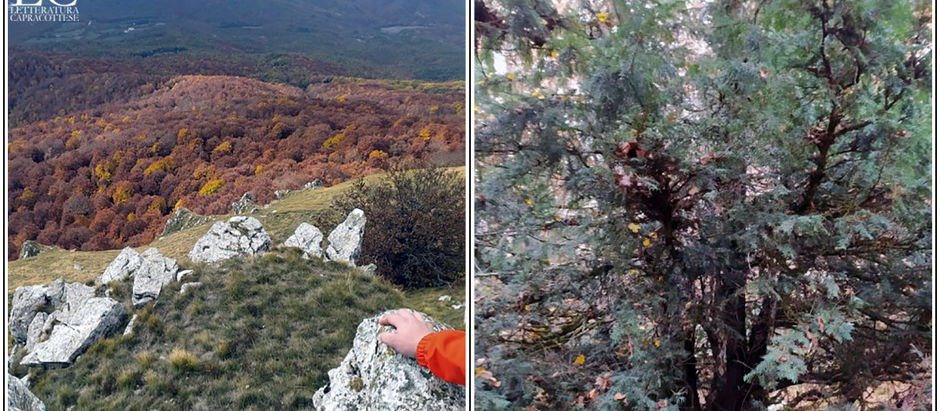 Un tasso su Monte Civetta a Capracotta