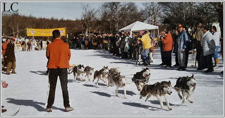 Esperimenti di skijöring e sleddog sulle nevi di Capracotta