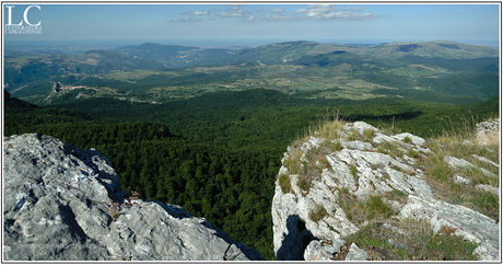 Suggestioni del bosco: estate