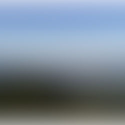 Nelle foreste dell'abete bianco