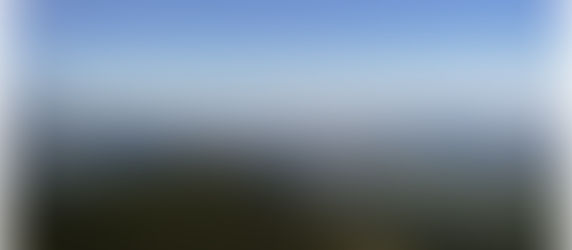 Nelle foreste dell'abete bianco