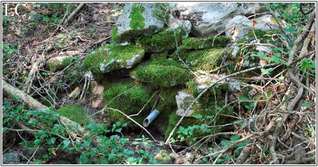Incontri con il bosco (III)