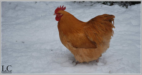 Una gallina per sposarsi a Capracotta
