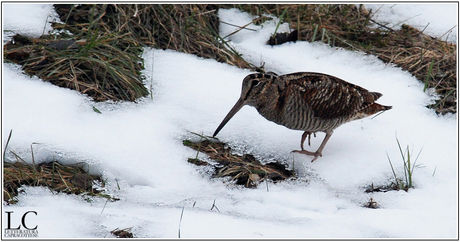 La beccaccia (Scolopax rusticola)