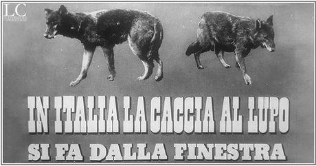 In Italia la caccia al lupo si fa dalla finestra