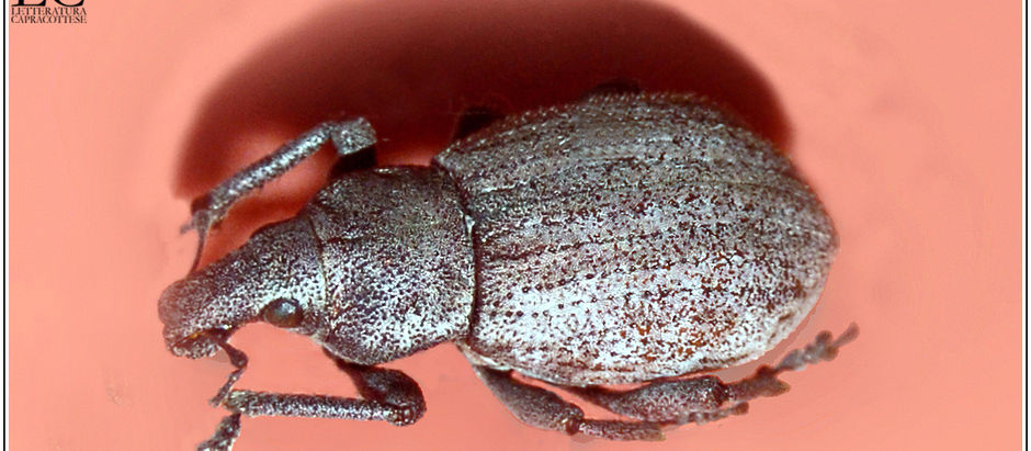 Contributi alla fauna del Molise