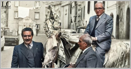 Tre cavalli e un somaro