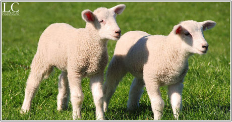 L'agnello