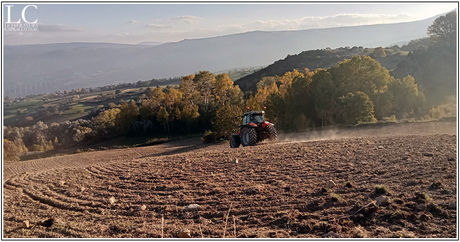 Al mattino il belato delle pecore...